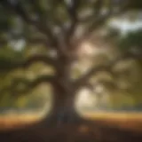 A majestic oak tree showcasing its grandeur against the Kansas skyline.