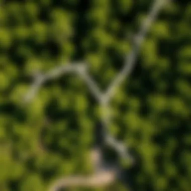 An aerial view of a tulip tree's habitat in the Texas landscape