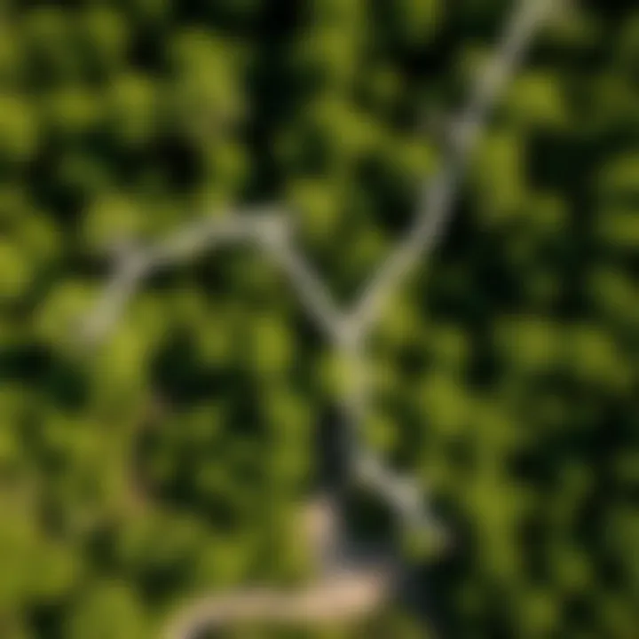 An aerial view of a tulip tree's habitat in the Texas landscape