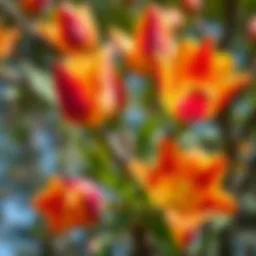A close-up view of tulip tree flowers showcasing their unique colors
