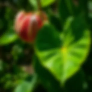 A detailed illustration of tulip tree leaves highlighting their distinct shape