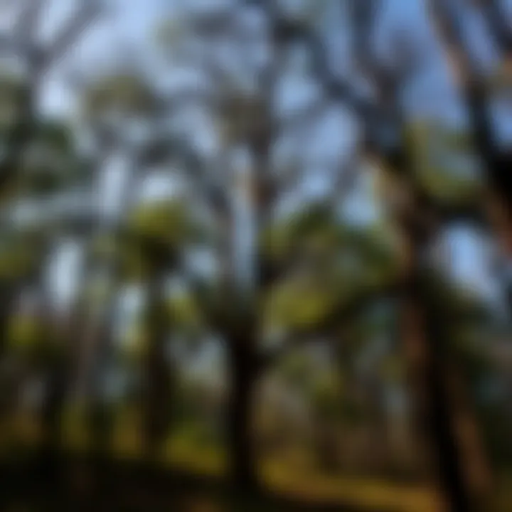 A majestic tulip tree standing tall in a Texas forest setting