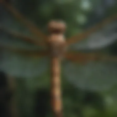 Intricate Wing Structure of a Dragonfly A close-up of a dragonfly showcasing its intricate wing structure