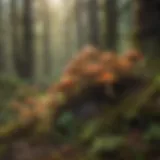 A vibrant collection of wild mushrooms in a lush Oregon forest.