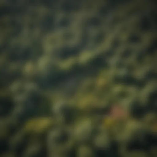 Aerial view of a lush woodland showcasing diverse tree species