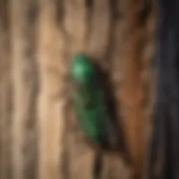Close-up of emerald ash borer on tree bark