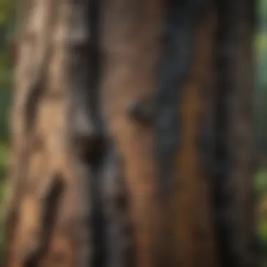 Close-up of black mold on a tree trunk