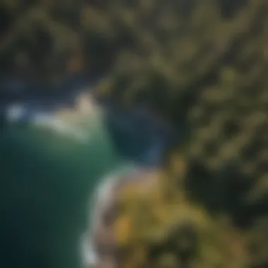 An aerial view of a vibrant coastal ecosystem featuring diverse tree species.