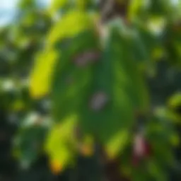 Visual representation of Dutch Elm Disease symptoms on tree leaves