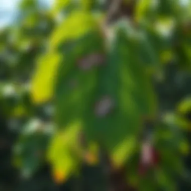 Visual representation of Dutch Elm Disease symptoms on tree leaves