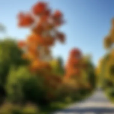 Impact of Dutch Elm Disease on urban landscapes