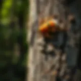 Close-up of a tree with visible insect damage