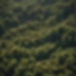 Aerial view of a woodland area showcasing diverse tree species and land contours
