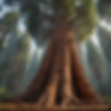 Imposing Presence of an Ancient Sequoia Ancient sequoia tree with impressive trunk