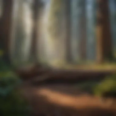 Biodiverse Ecosystem Within a Sequoia Forest Sequoia forest showcasing biodiversity