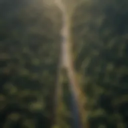 An aerial view of a woodland landscape showcasing diverse tree species and pathways for material transport.