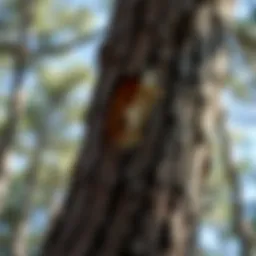 Close-up of pine tree bark showing signs of pest damage