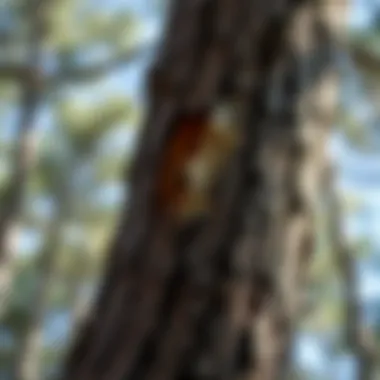 Signs of Pest Damage on Pine Bark Close-up of pine tree bark showing signs of pest damage