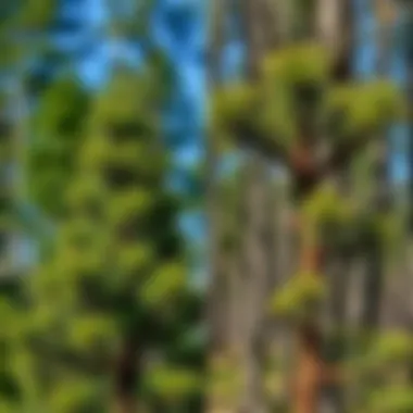 Contrast Between Healthy and Infested Pine Trees Healthy pine tree contrasted with infested pine tree