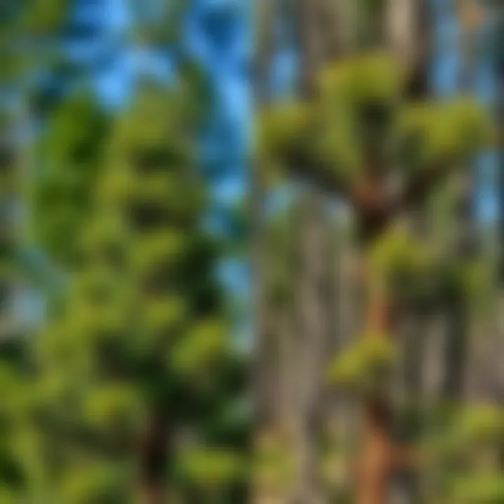 Contrast Between Healthy and Infested Pine Trees Healthy pine tree contrasted with infested pine tree