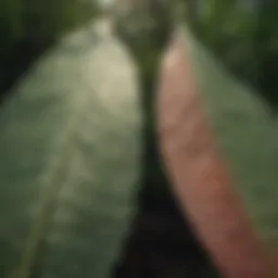 Close-up of ramp leaves showcasing their unique shape and texture.