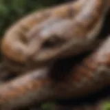 Molecular Composition of Rattlesnake Venom Detailed molecular structure of rattlesnake venom compounds