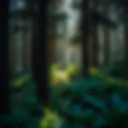 Lush forest showcasing natural regeneration