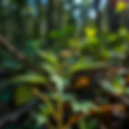Close-up view of a stinging nettle in a natural setting