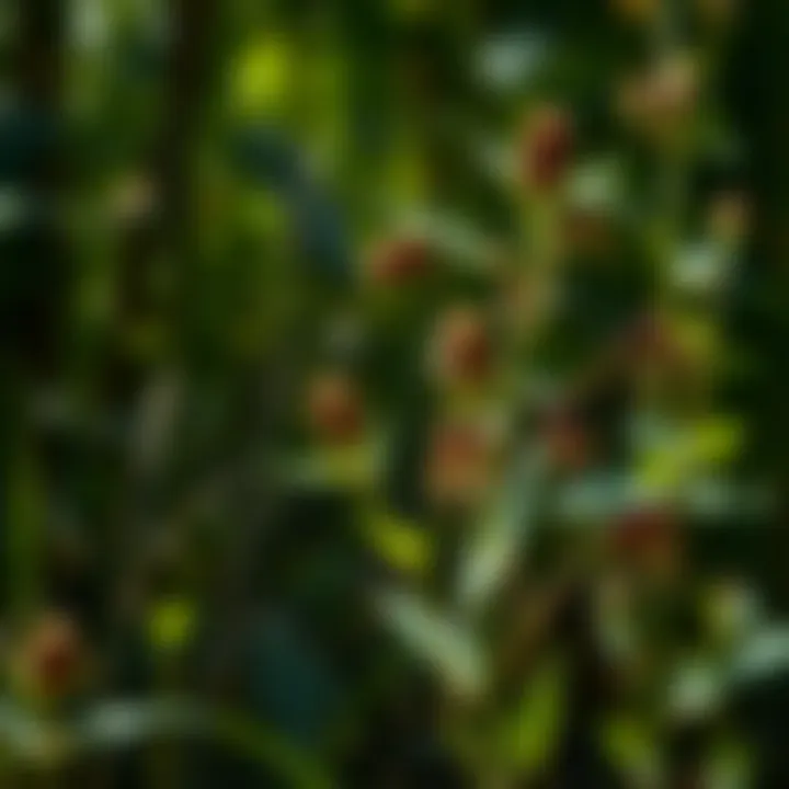 Ecological Role of Stinging Weeds Diagram illustrating the ecological role of stinging weeds