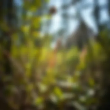 Effective Management Strategies for Stinging Weeds Management strategies for controlling stinging weeds