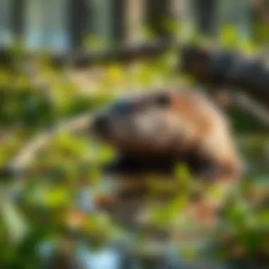 Beaver Ecology Education An educational workshop on beaver ecology and conservation practices