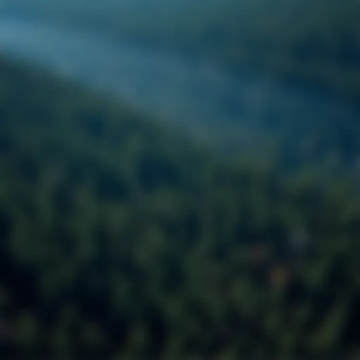 A dense forest with trees being cut down