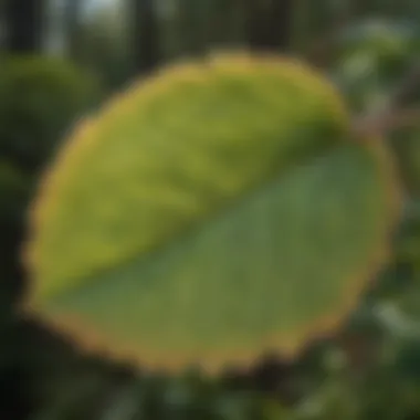 A close-up of the oval plant showcasing its unique leaf structure and coloration.