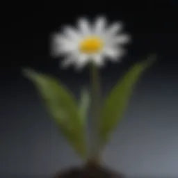 Close-up of an oxeye daisy seedling highlighting its leaves and stem structure