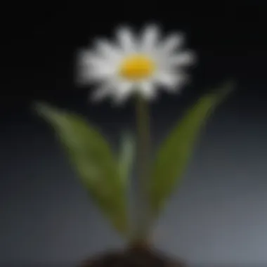 Close-up of an oxeye daisy seedling highlighting its leaves and stem structure