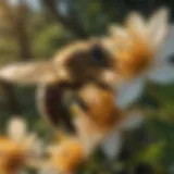 A close-up view of a bee pollinating a flower in a woodland setting