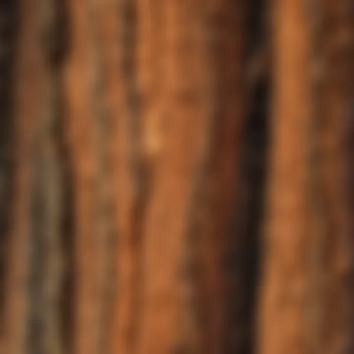 Close-Up of Sequoia Tree Bark