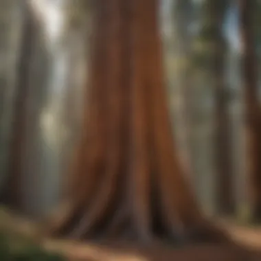 Conservation Efforts for Sequoia Trees Conservation Efforts for Sequoia Trees