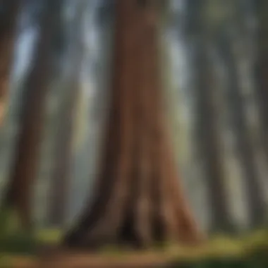 Majestic Sequoia Tree in Its Natural Habitat Majestic Sequoia Tree in Natural Habitat
