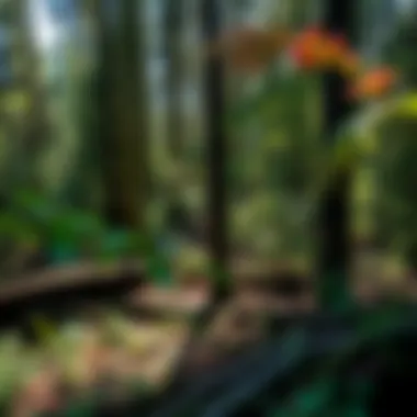 Vibrant Woodland Ecosystem A vibrant woodland ecosystem showcasing biodiversity