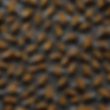 Diversity of Wasp Species A detailed illustration of various wasp species showcasing their unique features.