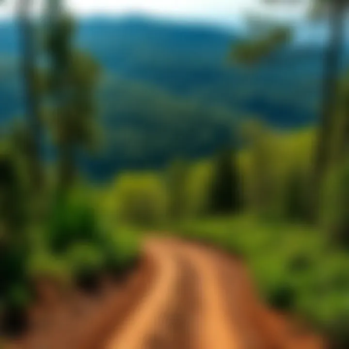 Scenic view of lush greenery along the Uwharrie trails