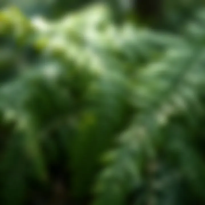 Close-up of fern leaves showcasing their unique structure