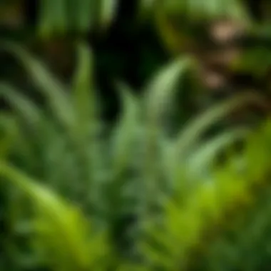 An illustration of the cultural significance of ferns in various traditions