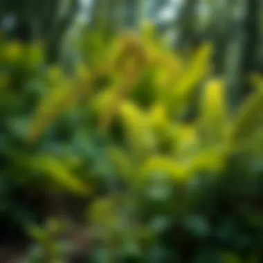 A lush fern habitat in a temperate forest