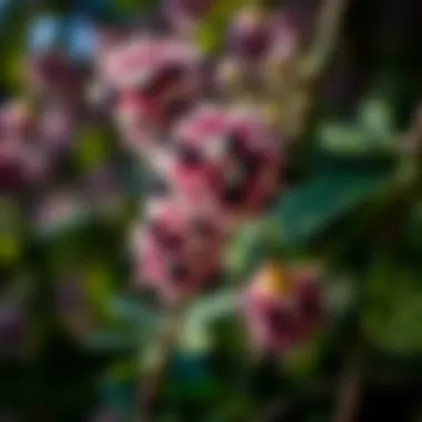 Elderberry Flowers in Bloom A close-up of elderberry flowers, symbolizing the plant’s lifecycle