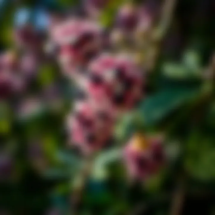 Elderberry Flowers in Bloom A close-up of elderberry flowers, symbolizing the plant’s lifecycle