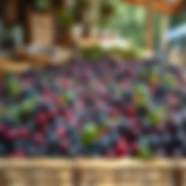 Freshly Harvested Elderberries at a Market A picturesque market stall displaying freshly harvested elderberries