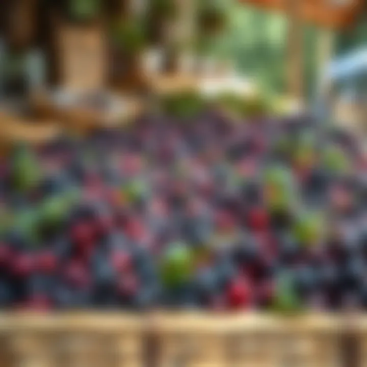 Freshly Harvested Elderberries at a Market A picturesque market stall displaying freshly harvested elderberries