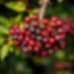 A vibrant cluster of ripe elderberries on a branch